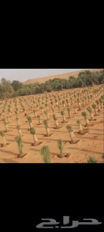 شبك ونخيل 0