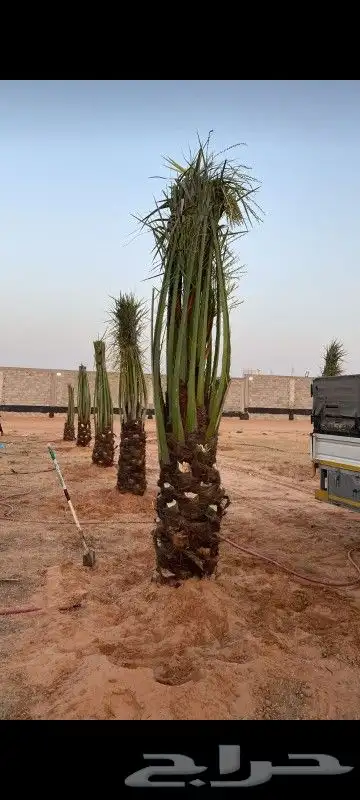 شبك ونخيل 2