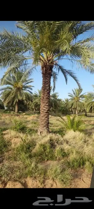 شبك ونخيل 5