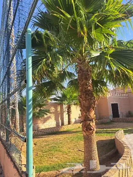نخل واشنطن زينه لبيع 3