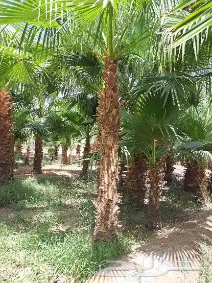 نخل واشنطن زينه لبيع 11