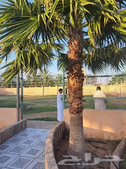 نخل واشنطن زينه لبيع 2