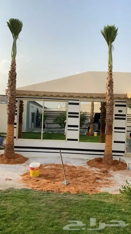 نخل واشنطن زينه لبيع 12