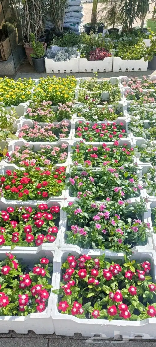 متخصص في صيانه وتنسيق الحدائق 9