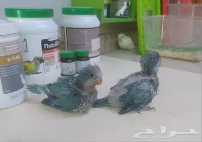 فروخ كويكر الراهب اليف 7