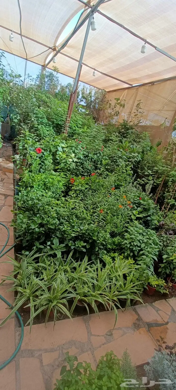متخصص في صيانه وتنسيق الحدائق 5