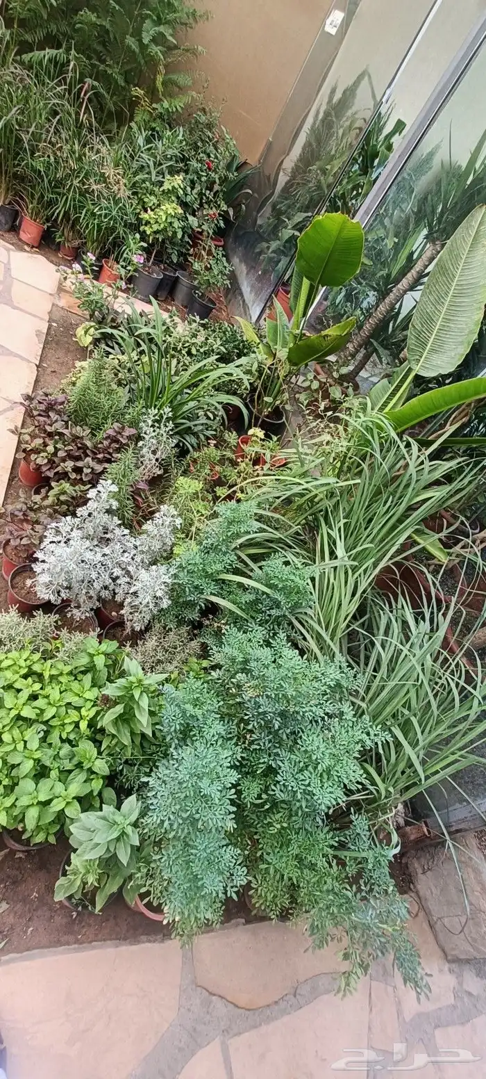 متخصص في صيانه وتنسيق الحدائق 4