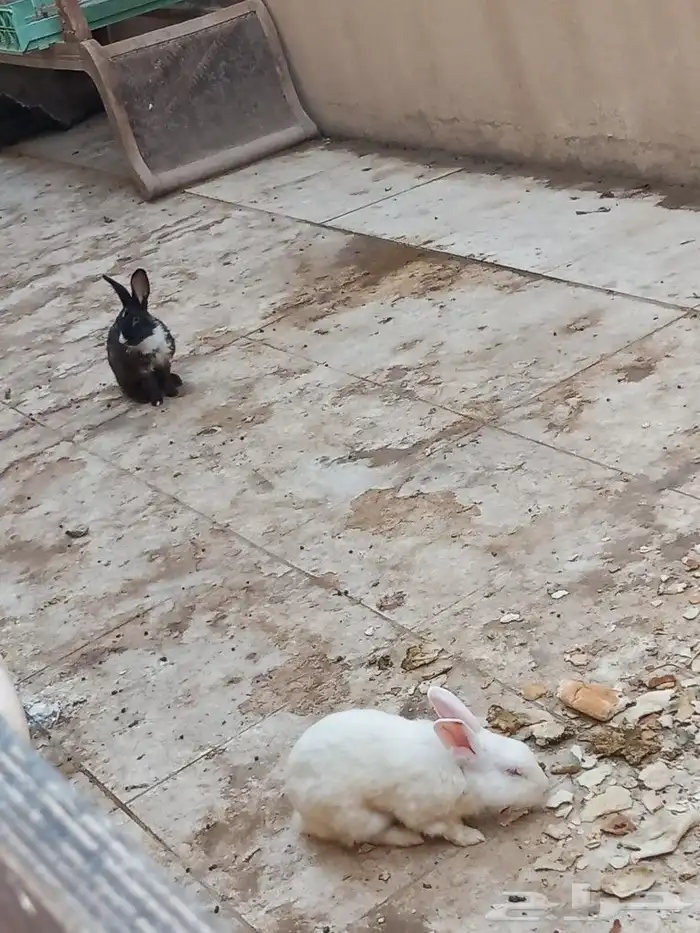 ارانب للبيع 2