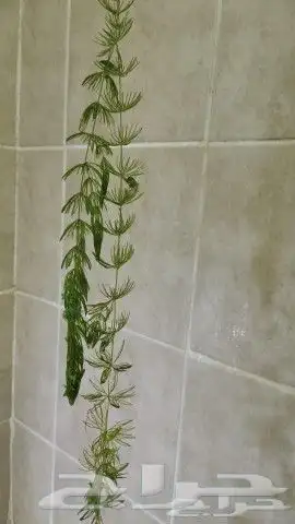 نبات الفوكس تيل اوديل الثعلب 1