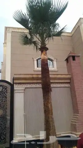 تكريب تنظيف وترتيب نخل بجميع انواعه عربي وشنطني 3