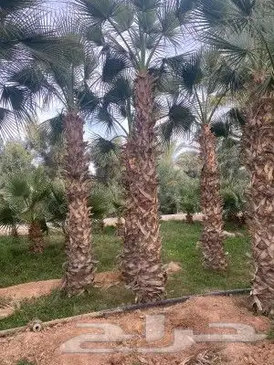 نخل واشنطن زينه لبيع ونخيل عربي 13