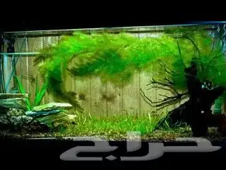 نبات الفوكس تيل اوديل الثعلب 0