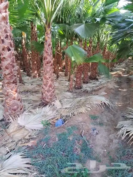 نخل واشنطن زينه لبيع ونخيل عربي 4