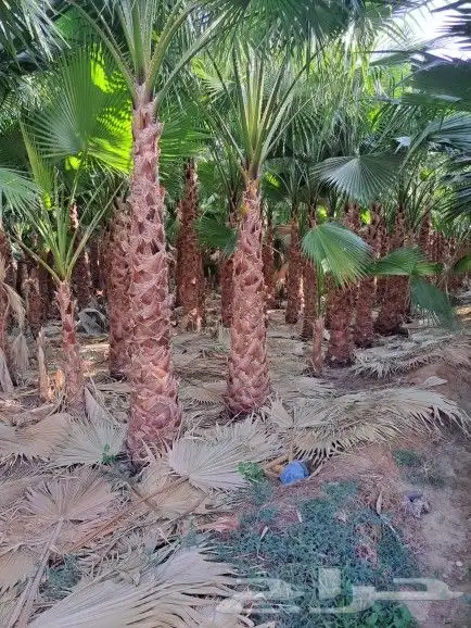 نخل واشنطن زينه لبيع ونخيل عربي 3