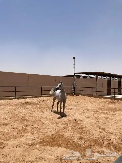 مهرة مصرية بيور (مبيوعه) 2