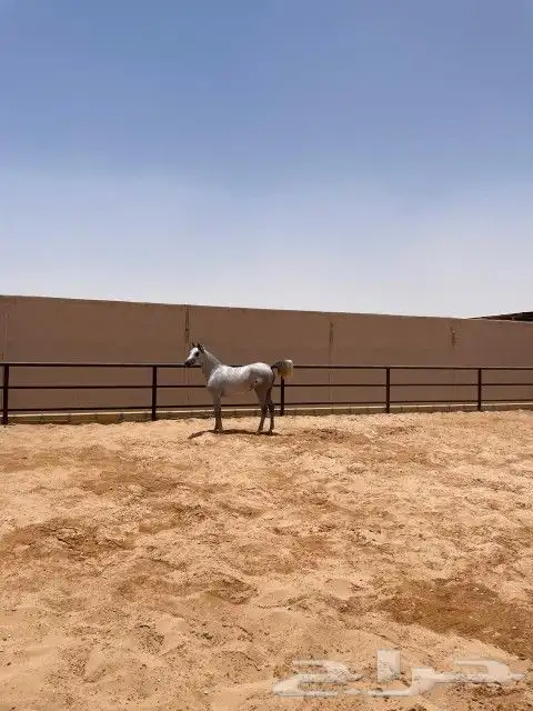 مهرة مصرية بيور (مبيوعه) 3