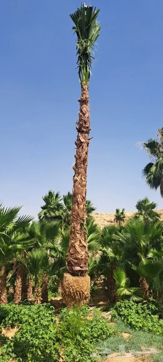 نخل واشنطن للبيع 3