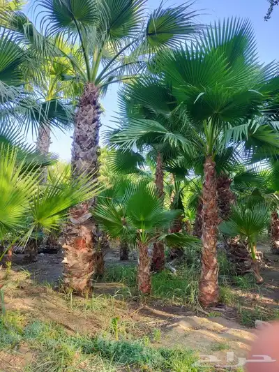 مزرع أبو يوسف 3