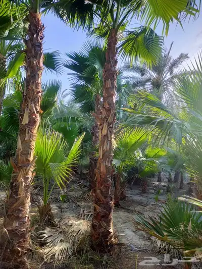 مزرع أبو يوسف 4