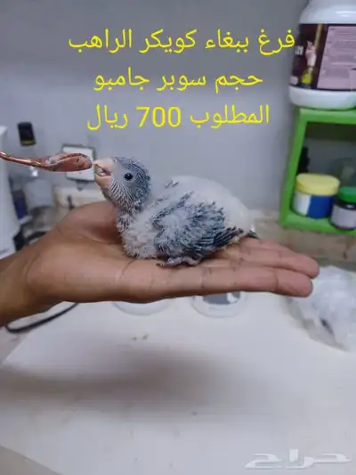 فروخ كويكر الراهب 4