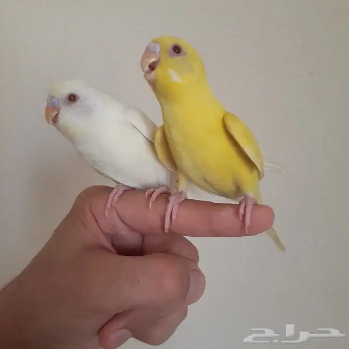 زوج بادجي اليف( تم البيع ) 2