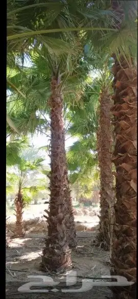 تركيب شبوك المزارع والملاعب والاستراحات وزراعة النخيل 1