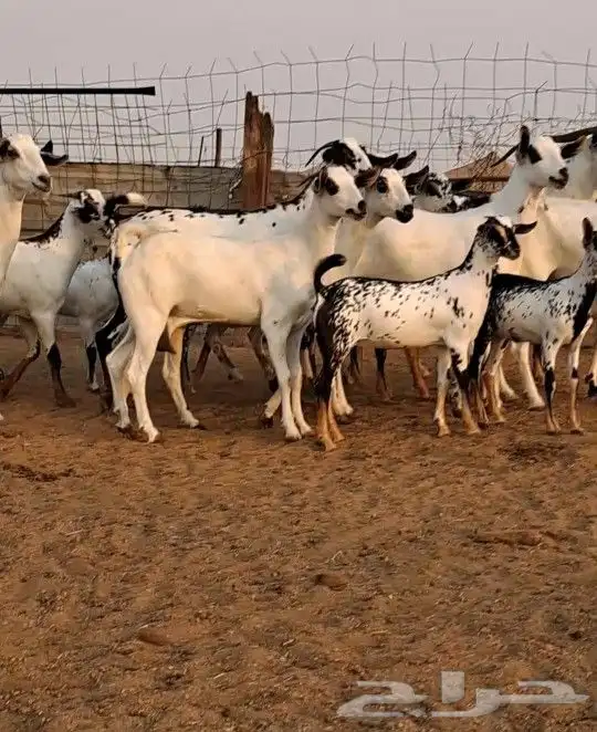 معزاء بيشيات صنف الصنف 4