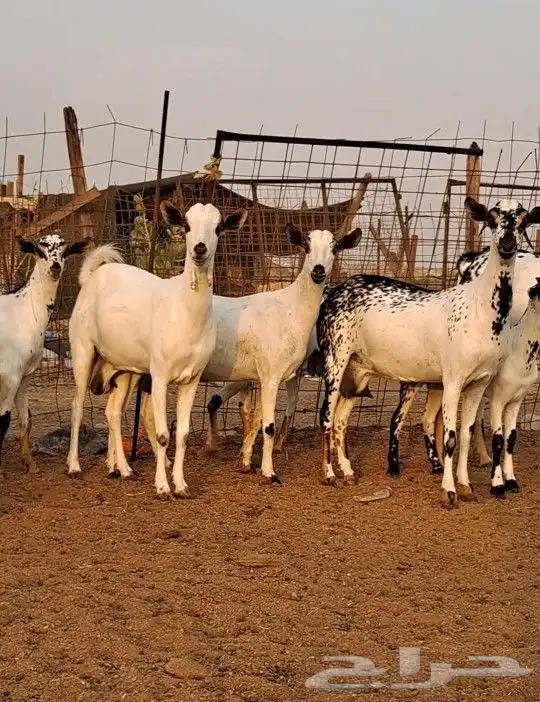 معزاء بيشيات صنف الصنف 0