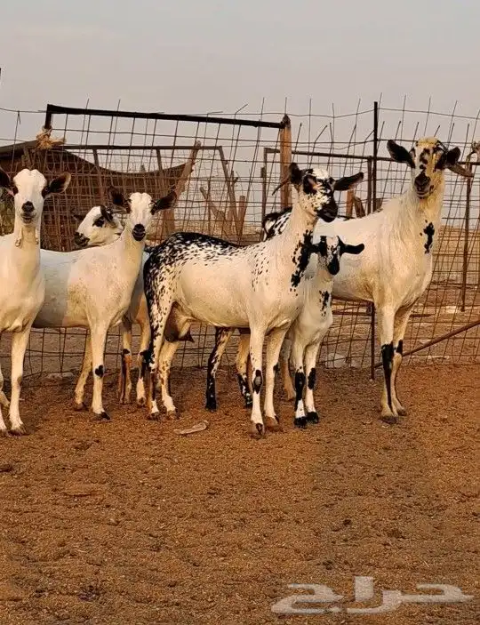 معزاء بيشيات صنف الصنف 2