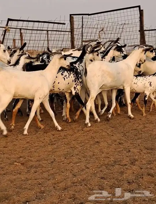 معزاء بيشيات صنف الصنف 5