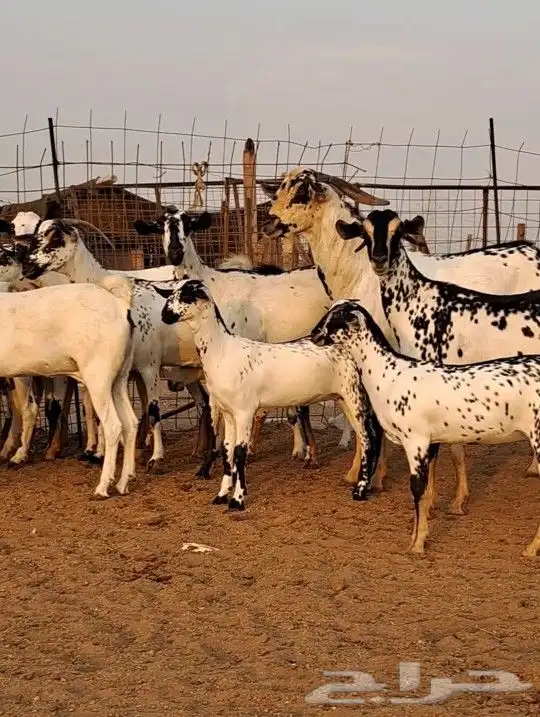 معزاء بيشيات صنف الصنف 3