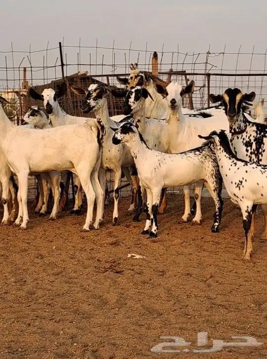 معزاء بيشيات صنف الصنف 1