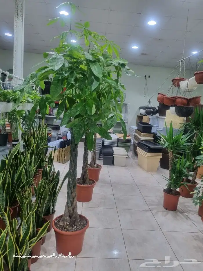 تنسيق_حدائق صيانه_حدائق شبكات_ري_اوتوماتيك مشتل نباتات 1