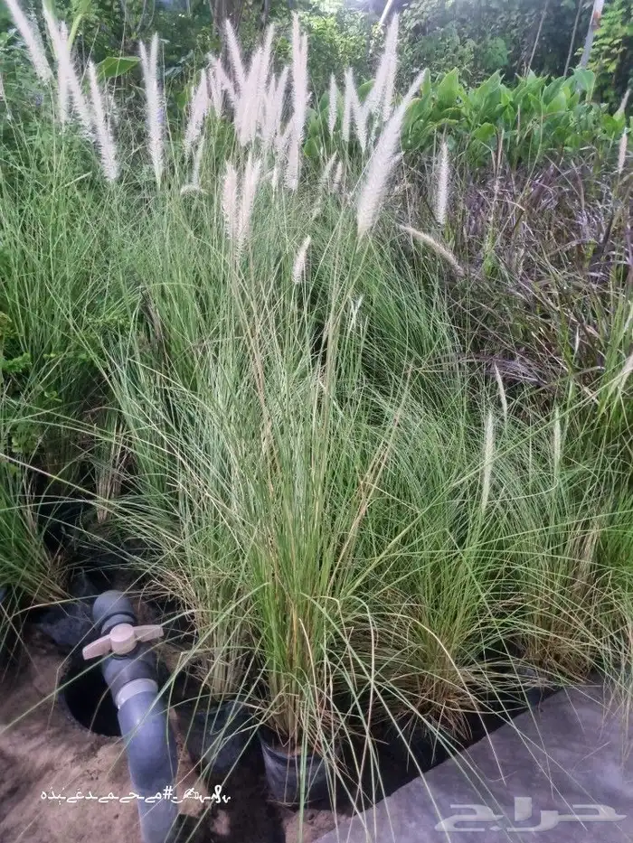 تنسيق_حدائق صيانه_حدائق شبكات_ري_اوتوماتيك مشتل نباتات 5