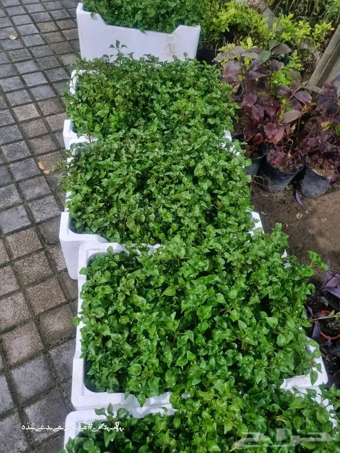 تنسيق_حدائق صيانه_حدائق شبكات_ري_اوتوماتيك مشتل نباتات 2