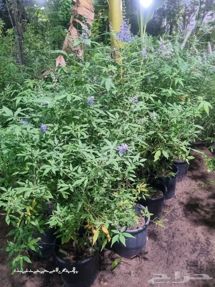 تنسيق_حدائق صيانه_حدائق شبكات_ري_اوتوماتيك مشتل نباتات 3