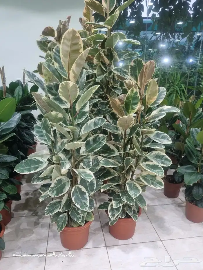 تنسيق_حدائق صيانه_حدائق شبكات_ري_اوتوماتيك مشتل نباتات 6