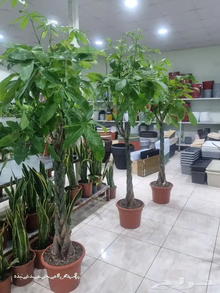 تنسيق_حدائق صيانه_حدائق شبكات_ري_اوتوماتيك مشتل نباتات 0