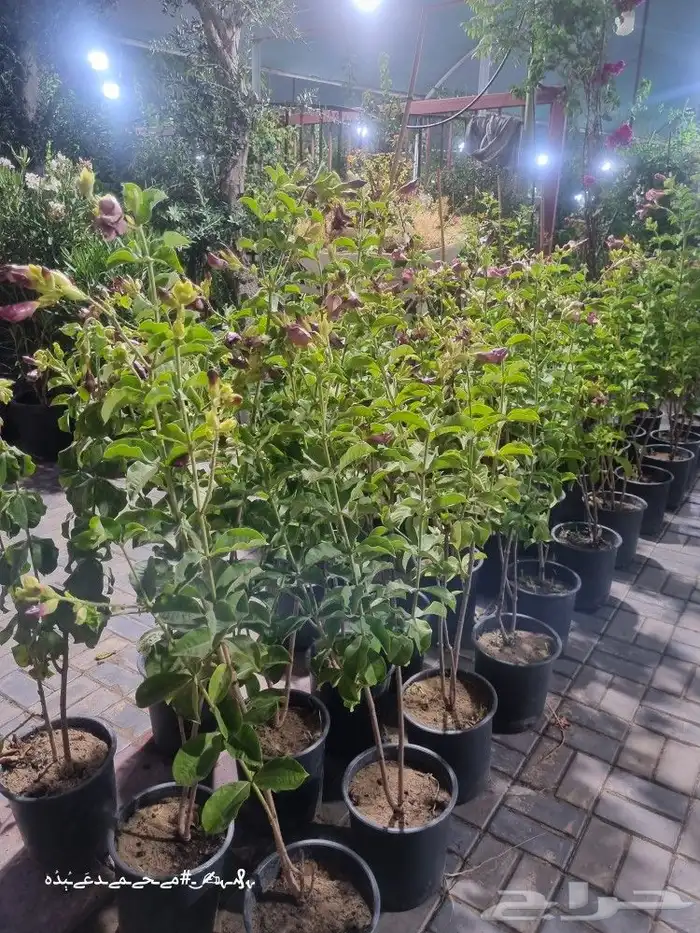 تنسيق_حدائق صيانه_حدائق شبكات_ري_اوتوماتيك مشتل نباتات 9