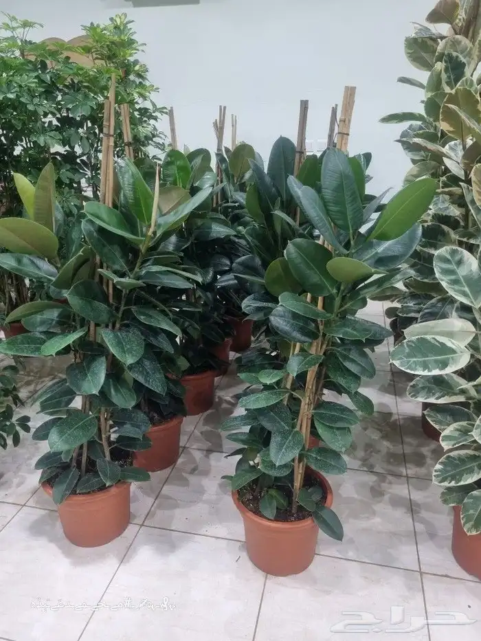 تنسيق_حدائق صيانه_حدائق شبكات_ري_اوتوماتيك مشتل نباتات 7