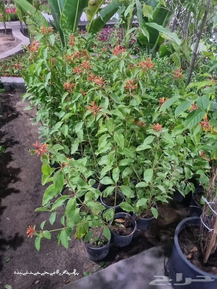 تنسيق_حدائق صيانه_حدائق شبكات_ري_اوتوماتيك مشتل نباتات 8