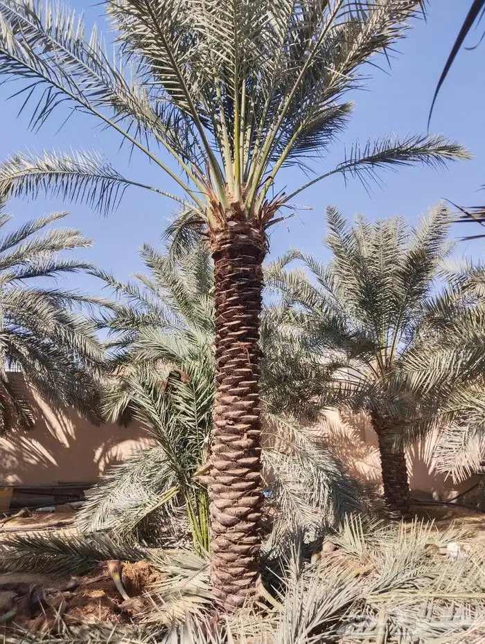 نخل للبيع مثمر جده مكه الطايف نخل خلاص سكري 6