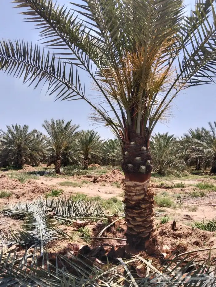 نخل للبيع مثمر جده مكه الطايف نخل خلاص سكري 7