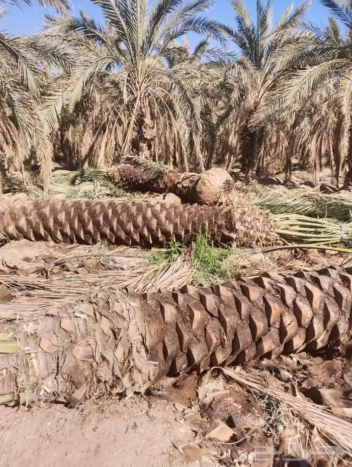 نخل للبيع مثمر جده مكه الطايف نخل خلاص سكري 3