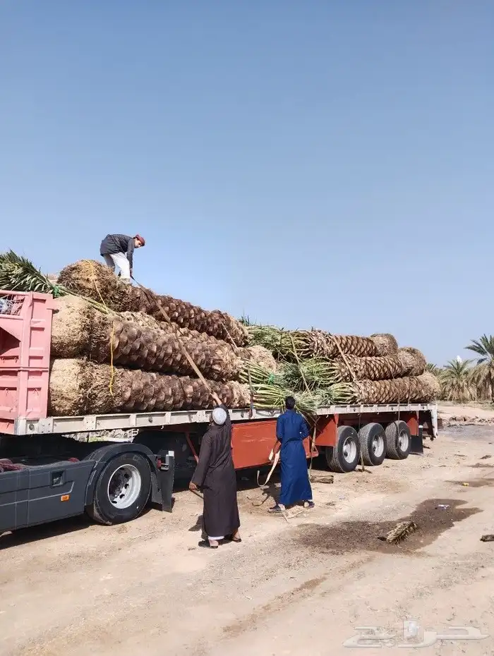 نخل للبيع مثمر جده مكه الطايف نخل خلاص سكري 2