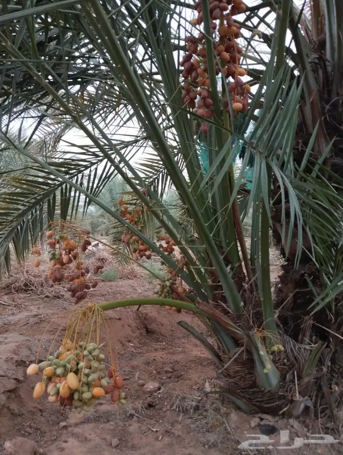 نخل للبيع مثمر جده مكه الطايف نخل خلاص سكري 0