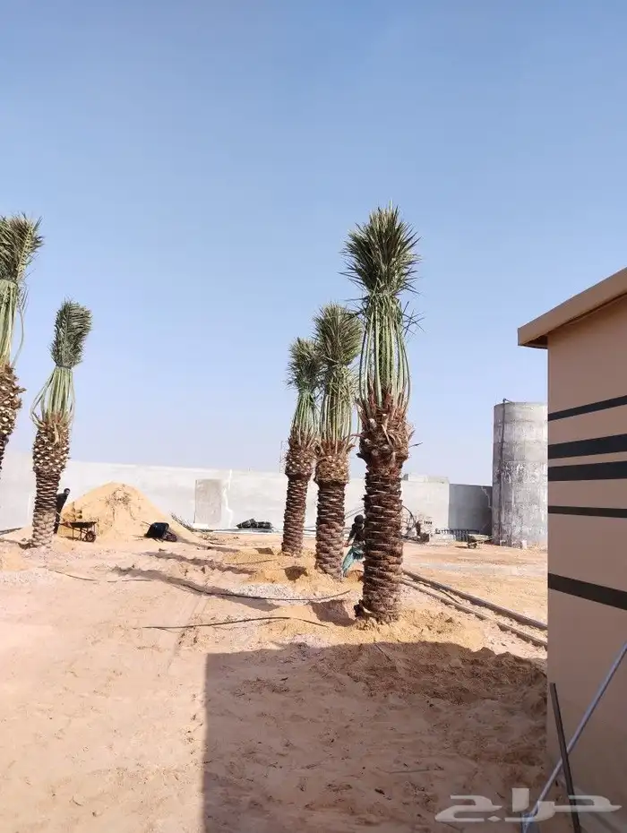 نخل للبيع مثمر جده مكه الطايف نخل خلاص سكري 5