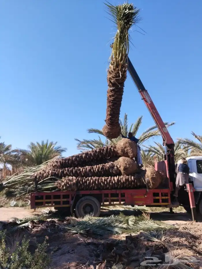 نخل للبيع مثمر جده مكه الطايف نخل خلاص سكري 4