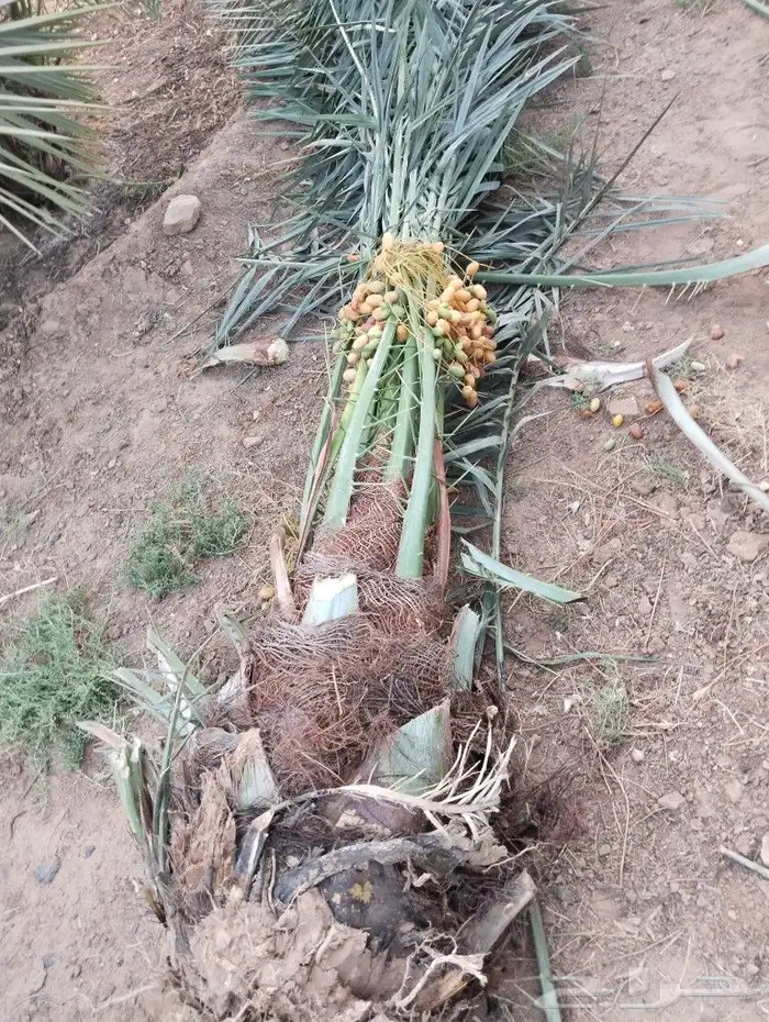 نخل للبيع مثمر جده مكه الطايف نخل خلاص سكري 1