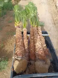 واشنطني زينه 7